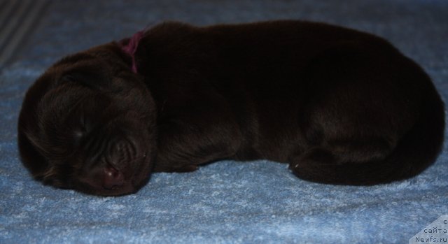 Фото: Щенки, ньюфаундленд Акватория Келвин Заветная Мечта (Aquatoriya Kelvin Zavetnaya Mechta), ньюфаундленд Жгучий Брюнет с Берега Дона, апрель 2012