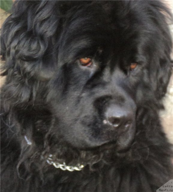 Фото: ньюфаундленд Римская Империя