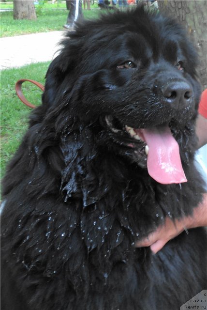 Фото: ньюфаундленд Римская Империя