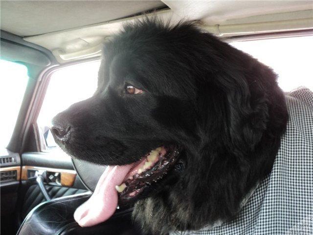 Фото: ньюфаундленд Римская Империя