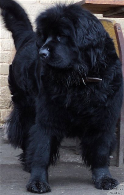 Фото: ньюфаундленд Римская Империя