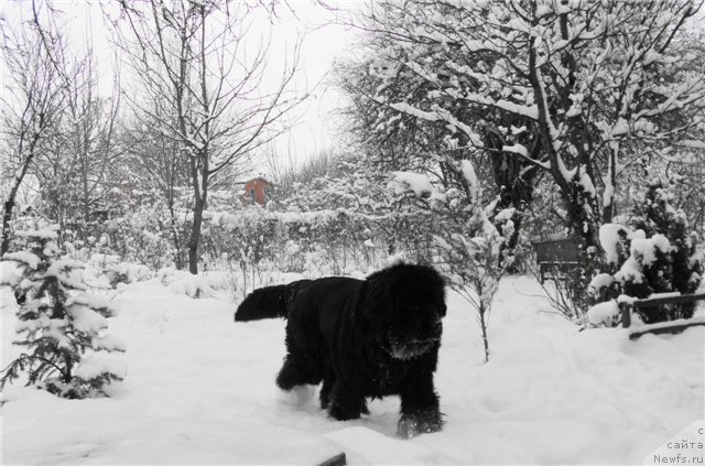 Фото: ньюфаундленд Римская Империя