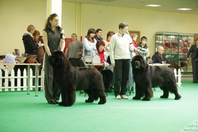 Фото: ньюфаундленд Rain Coast You Too, ньюфаундленд Starlit Lake's Iikka