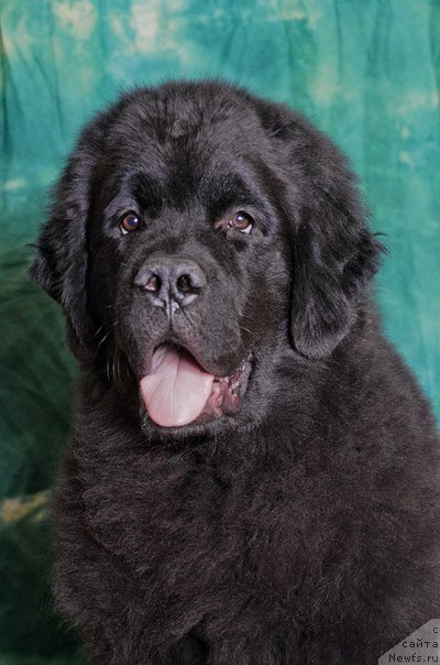 Фото: ньюфаундленд Принц Альфинский