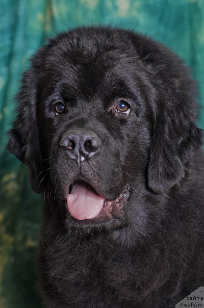Фото: ньюфаундленд Принц Альфинский