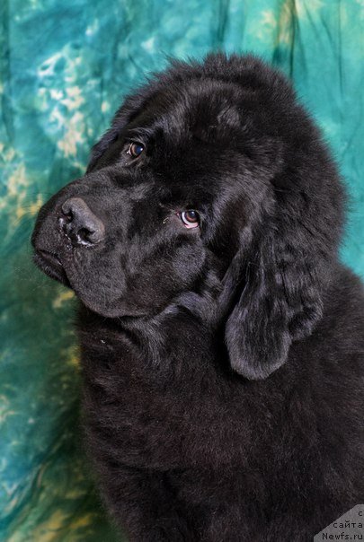 Фото: ньюфаундленд Принц Альфинский