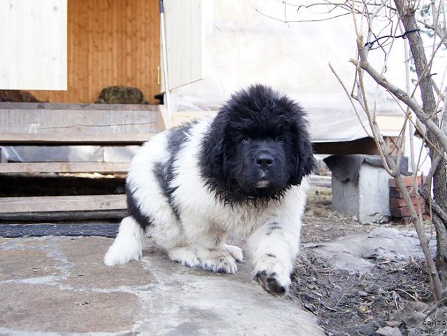 Фото: ньюфаундленд Супер Бизон Зербино
