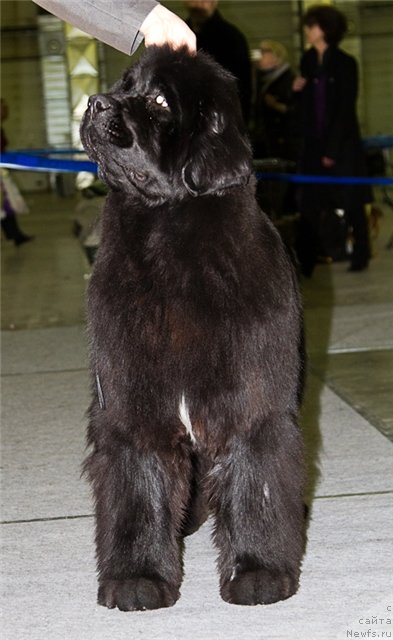 Фото: ньюфаундленд I'm in Love Midnight Bear