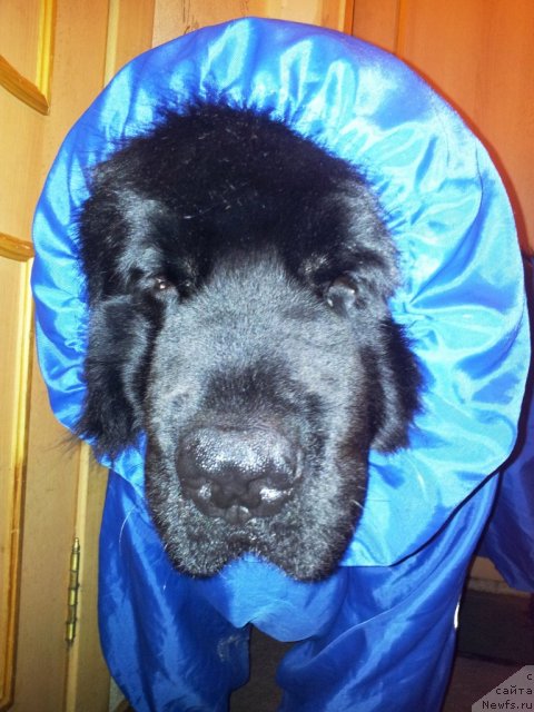 Фото: ньюфаундленд Капитан Ньюфорт