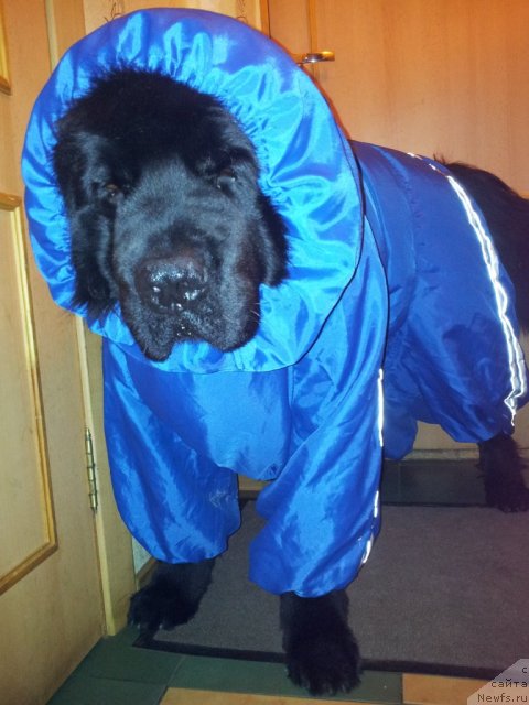 Фото: ньюфаундленд Капитан Ньюфорт