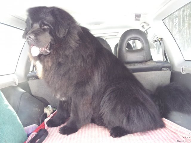 Фото: ньюфаундленд Капитан Ньюфорт