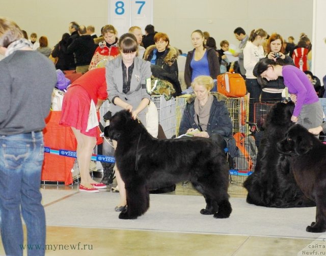 Фото: ньюфаундленд Плюшевая Панда Удивительная Кейт (Plushevaya Panda Udivitelnaja Kejt)