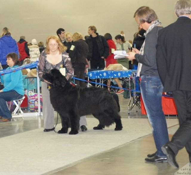 Фото: ньюфаундленд Сент Джонс Хеппи ту Дей