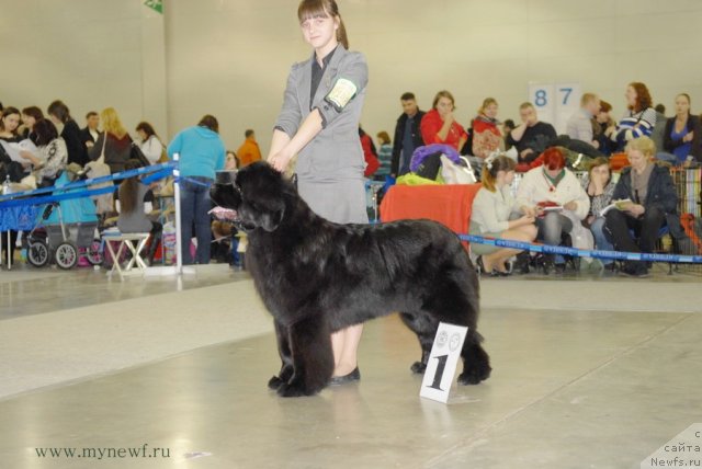 Фото: ньюфаундленд Плюшевая Панда Удивительная Кейт (Plushevaya Panda Udivitelnaja Kejt)