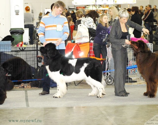 Фото: ньюфаундленд Neverine's Earthquaker