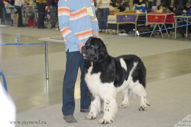 Фото: ньюфаундленд Neverine's Earthquaker