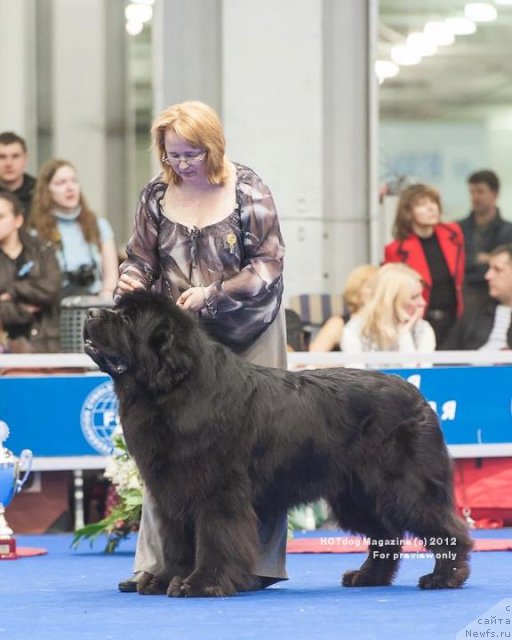 Фото: ньюфаундленд Kloofbears My Dream for Sent Djons