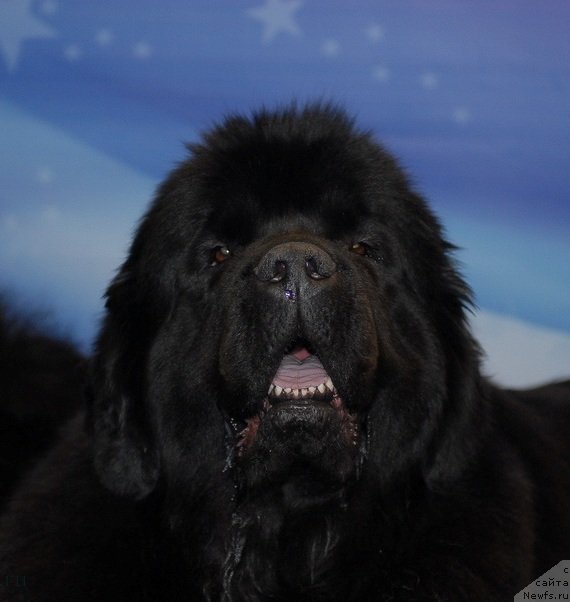 Фотография № 92892