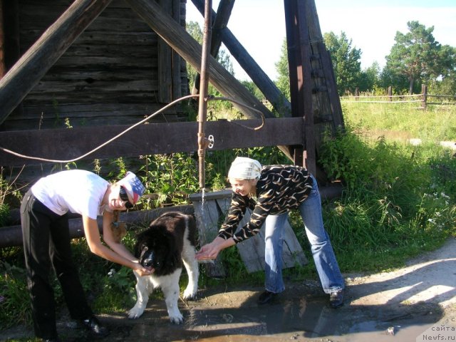 Фото: ньюфаундленд Отважный Рыцарь Айвенго из Тихого Омута, [p2346] Татьяна