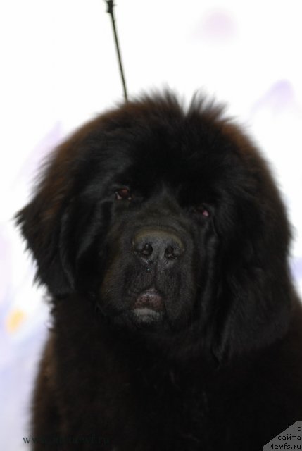 Фотография № 92907