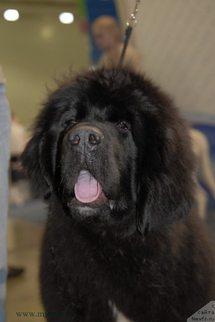 Фотография № 92908