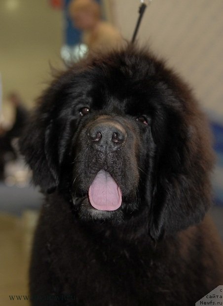 Фотография № 92909