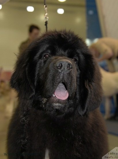 Фотография № 92910