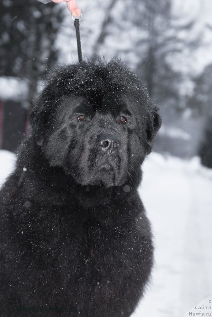 Фото: ньюфаундленд Сент Джонс Хэппи Гоу Лакки