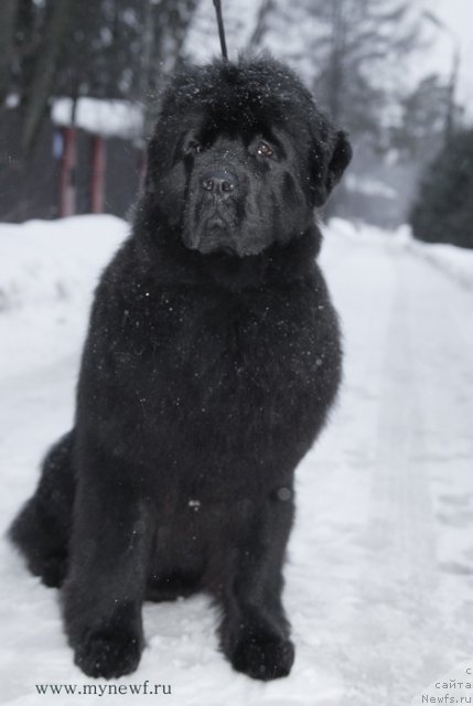 Фото: ньюфаундленд Сент Джонс Хэппи Гоу Лакки