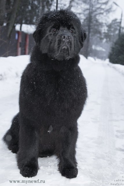 Фото: ньюфаундленд Сент Джонс Хэппи Гоу Лакки