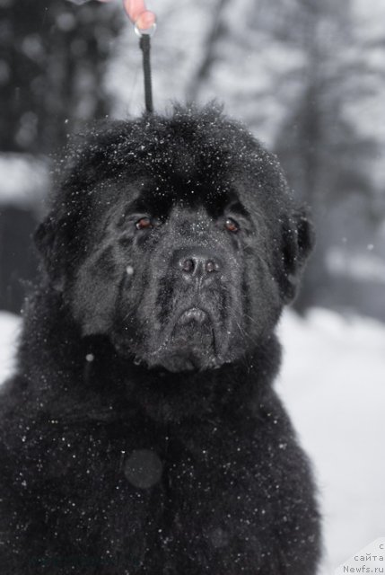 Фото: ньюфаундленд Сент Джонс Хэппи Гоу Лакки