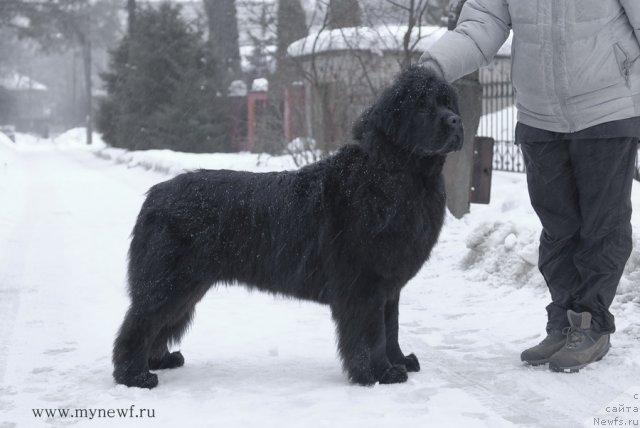 Фото: ньюфаундленд Сент Джонс Хэппи Гоу Лакки