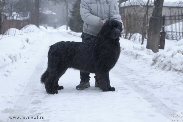 Фото: ньюфаундленд Сент Джонс Хэппи Гоу Лакки