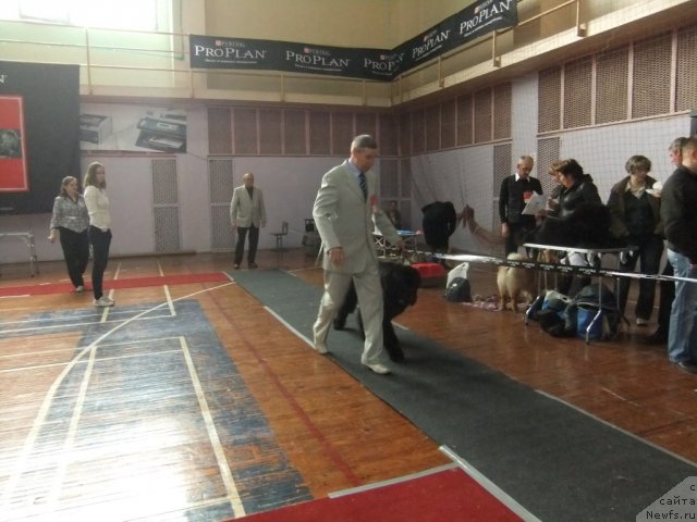 Фото: ньюфаундленд Нойри Империал из Медвежьего Яра (Noyri Imperial iz Medvejyego Yara)