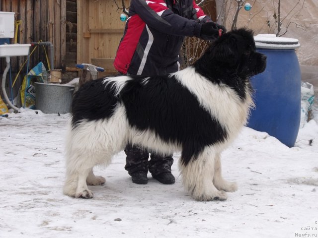 Фото: ньюфаундленд Супер Премиум Жодо Феролли (Super Premium Zhodo Ferolli)