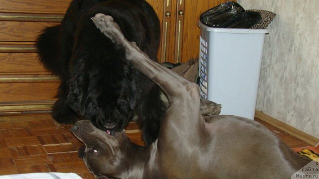 Фото: ньюфаундленд Сент Джонс Харебелл (Sent Djons Harebell)