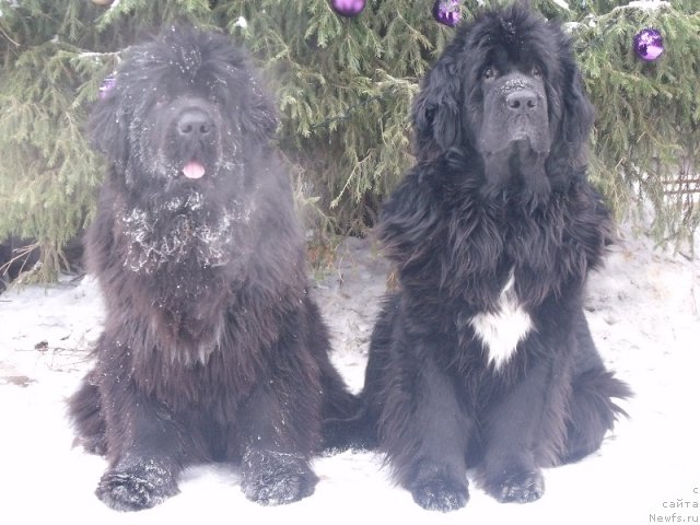 Фото: ньюфаундленд Топтыжка Сияние от Айсберга, ньюфаундленд Супер Бизон Анталия