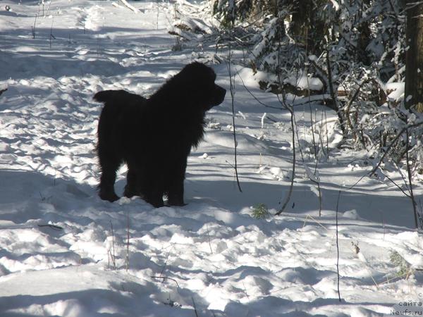 Фото: ньюфаундленд Плюшевая Панда Бархатная Роза (Plushevaya Panda Barhatnaya Roza)