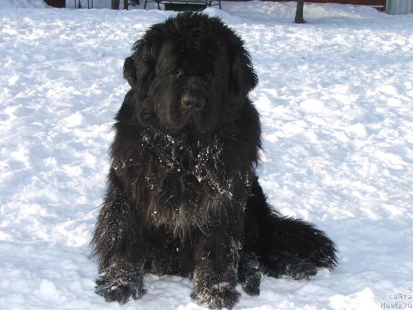 Фото: ньюфаундленд Плюшевая Панда Алекс Шоу (Plushevaya Panda Alex Show)