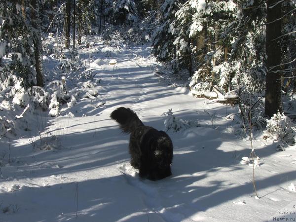 Фото: ньюфаундленд Плюшевая Панда Алекс Шоу (Plushevaya Panda Alex Show)