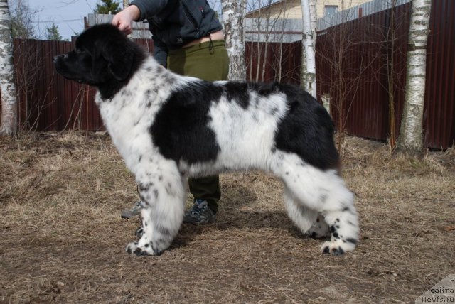 Фотография № 93017