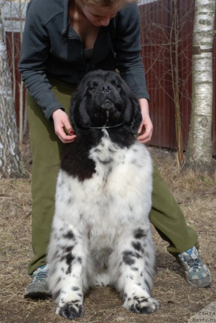 Фотография № 93018