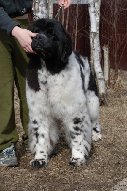 Фотография № 93019