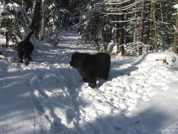 Фото: ньюфаундленд Плюшевая Панда Алекс Шоу (Plushevaya Panda Alex Show)