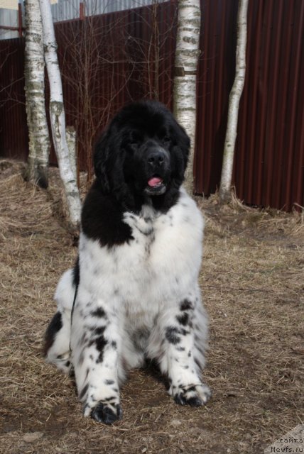 Фотография № 93020