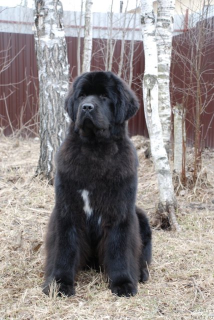 Фотография № 93024