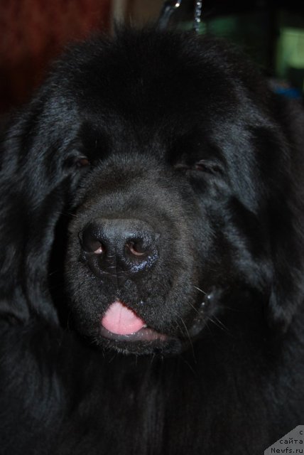 Фотография № 93025