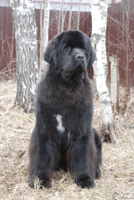 Фотография № 93027