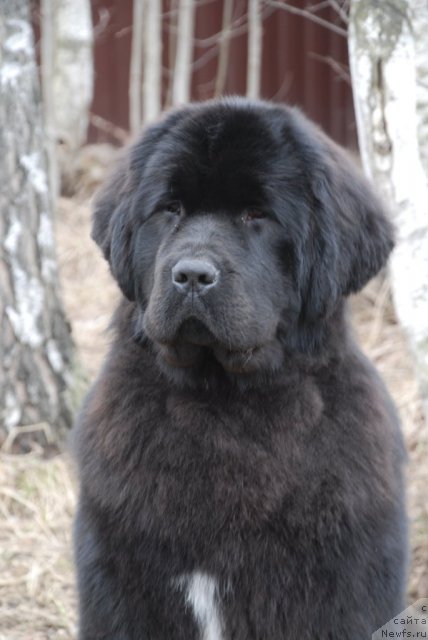 Фотография № 93028