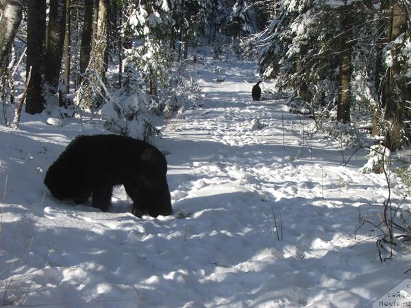 Фото: ньюфаундленд Плюшевая Панда Алекс Шоу (Plushevaya Panda Alex Show)